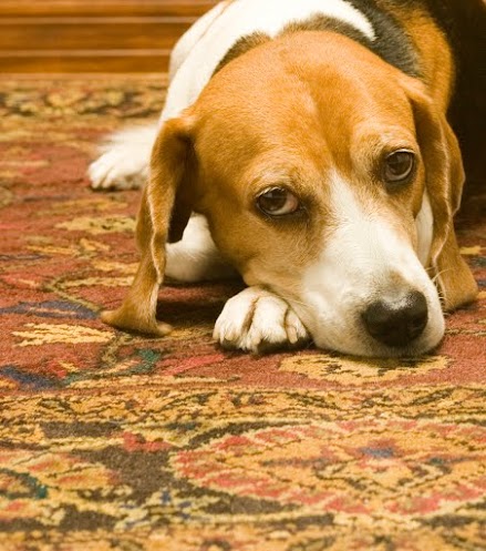 Removing Urine From Wool And Silk Rugs, Are Wool Rugs Safe For Dogs