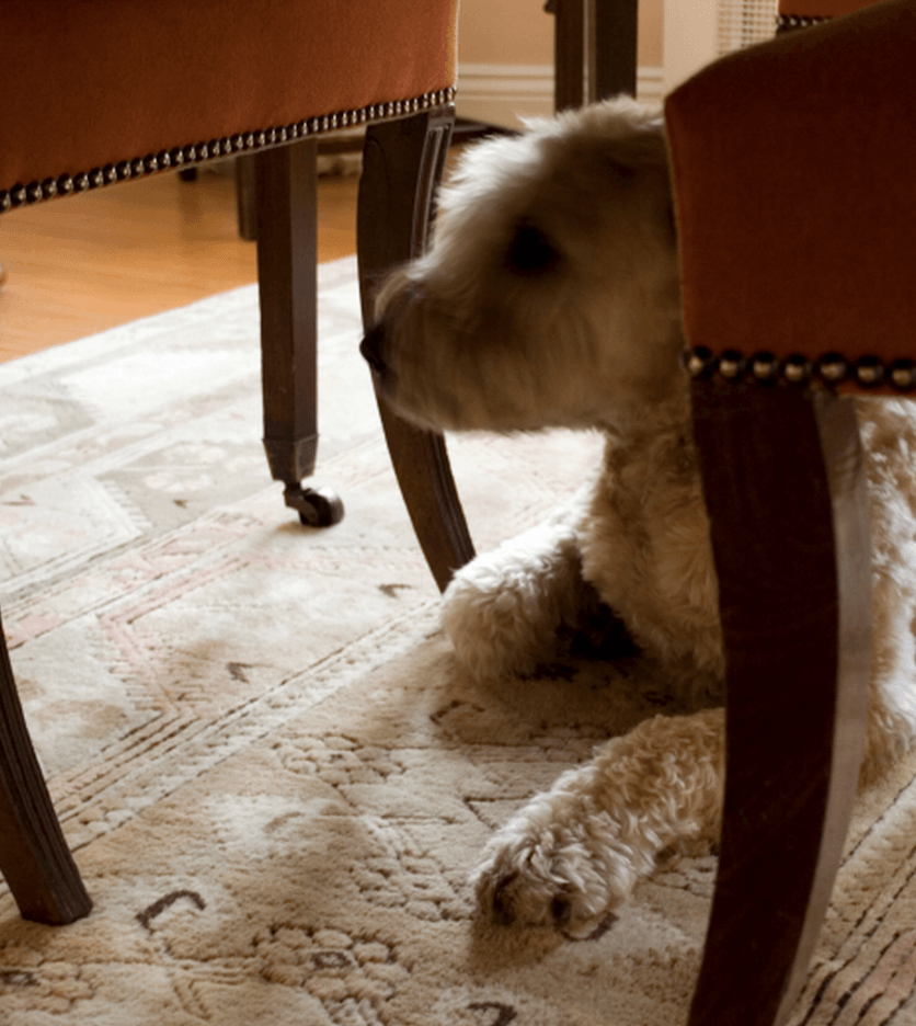 Removing Urine From Wool and Silk Rugs | RugPro Oriental Rug Cleaning Services