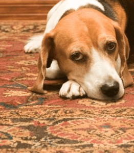 Rug_Stain