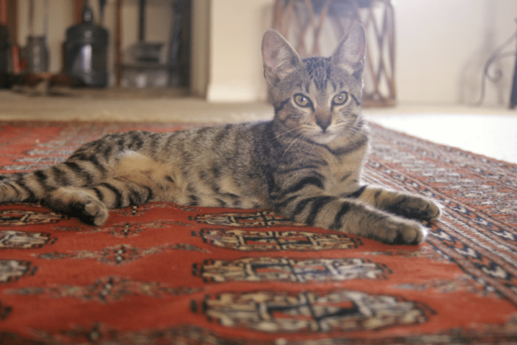 Vacuuming Your Oriental Rug